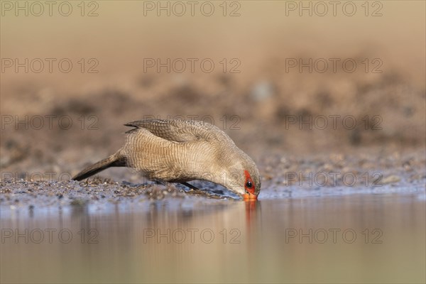 Common waxbill