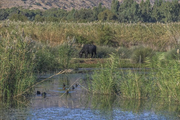 Marshes