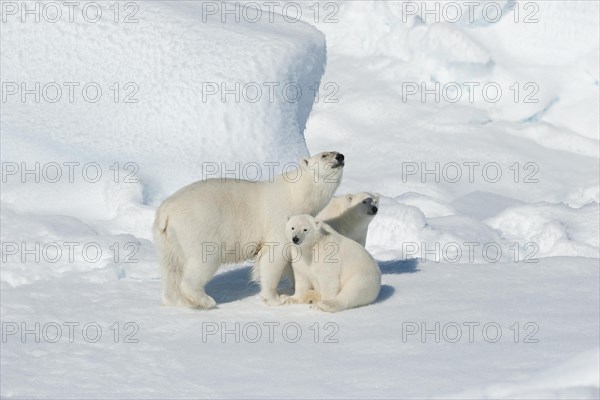 Polar bear