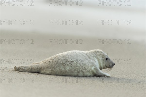 Grey Seal