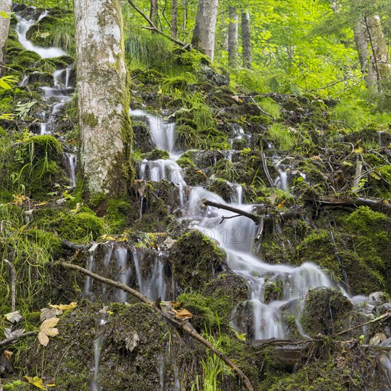 Small waterfalls on a wooded slope of the Wutach near the Schattenmuehle