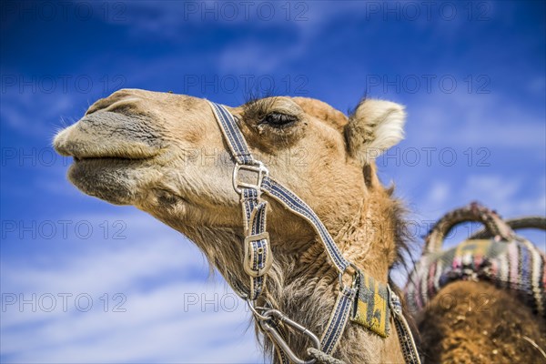 Camel as a mount rests in the Negev desert