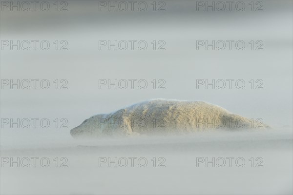 Grey Seal