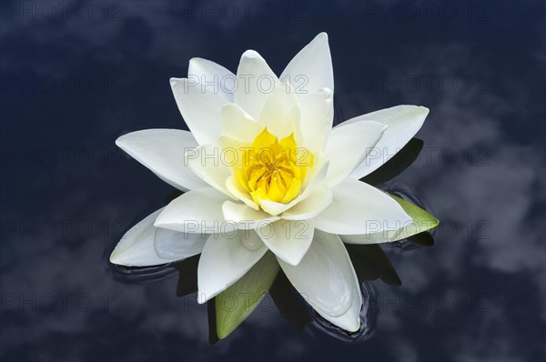 Flowering european white water lily