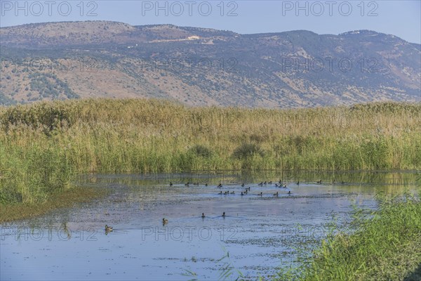 Marshes