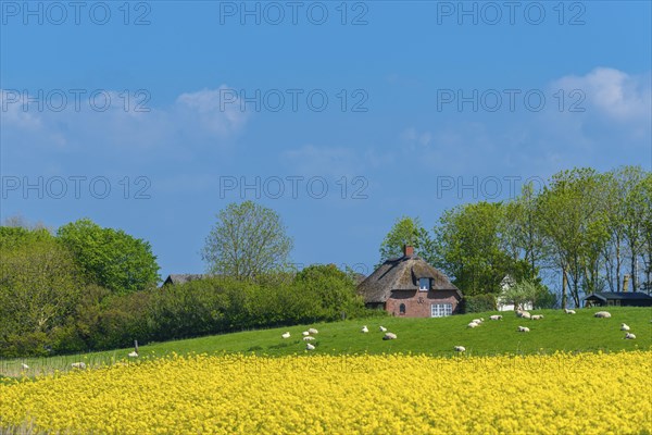 Reed house on a dwelling mound