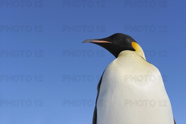 Emperor penguins