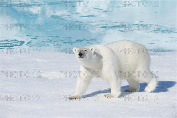 Polar bear