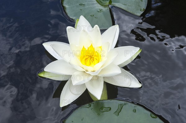 Flowering european white water lily