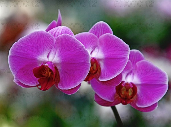 Phalaenopsis