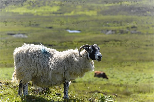 Aries domestic sheep