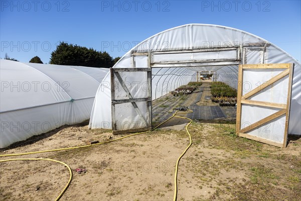 Potted shrubs growing inside poly-tunnel garden centre greenhouse