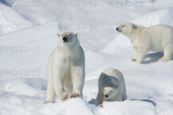 Polar bear