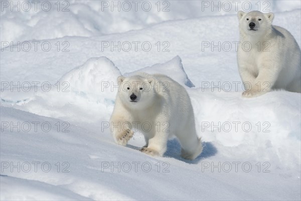 Polar bear