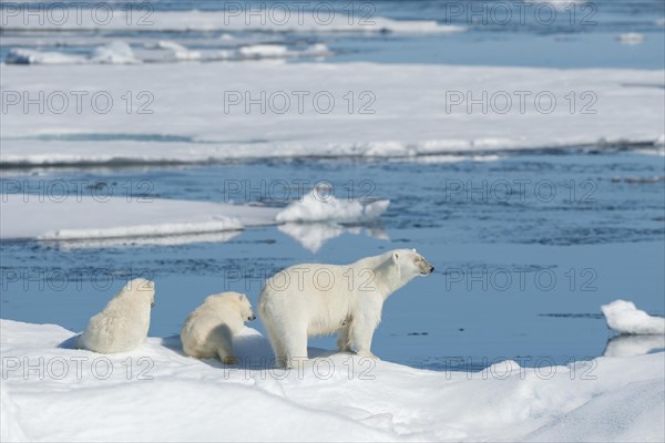 Polar bear