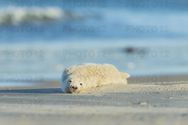 Grey Seal