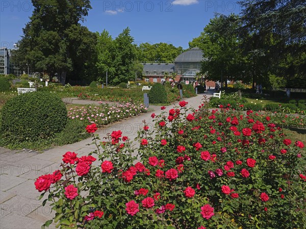 Rose beds in the Palmengarten