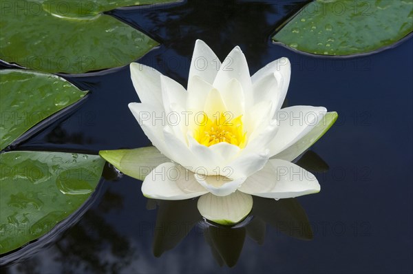 Flowering european white water lily