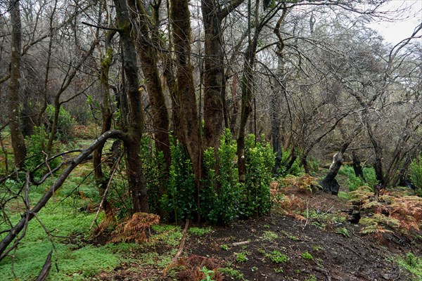 Regrowing vegetation in laurel forest after destruction of the forest by forest fire in 2012