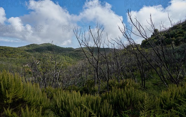 Regrowing vegetation in laurel forest after destruction of the forest by forest fire in 2012