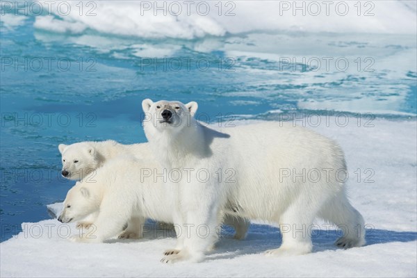 Polar bear