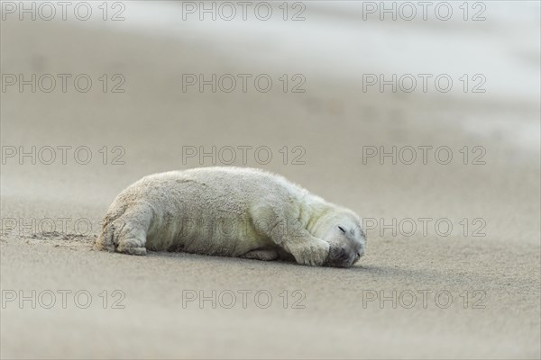 Grey Seal