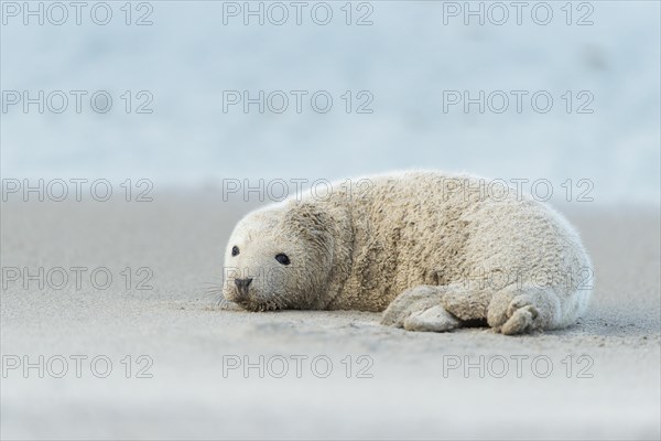 Grey Seal