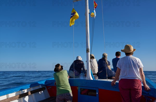 Tourist Boat Tour for Whale Watching