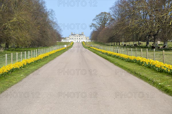 Daffodils line driveway to Ipswich Girls School