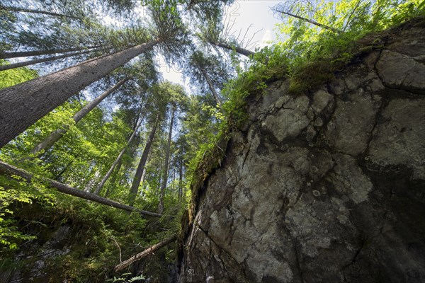 Magic forest near Ramsau