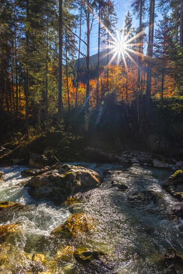 Autumn atmosphere in the magic forest