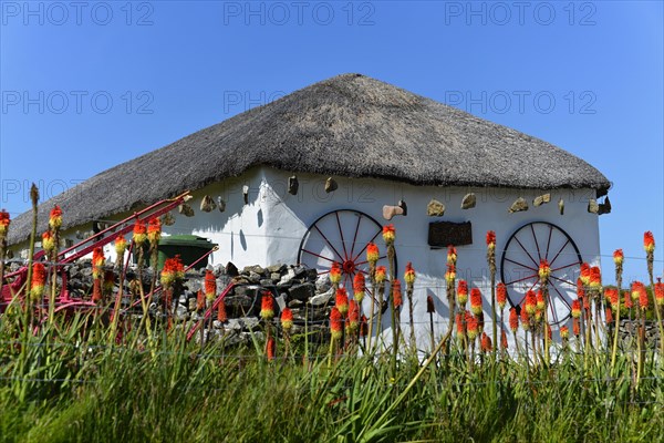 Kniphofias