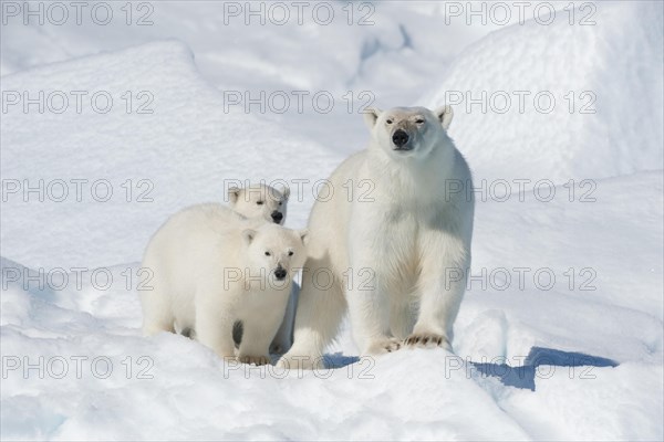 Polar bear