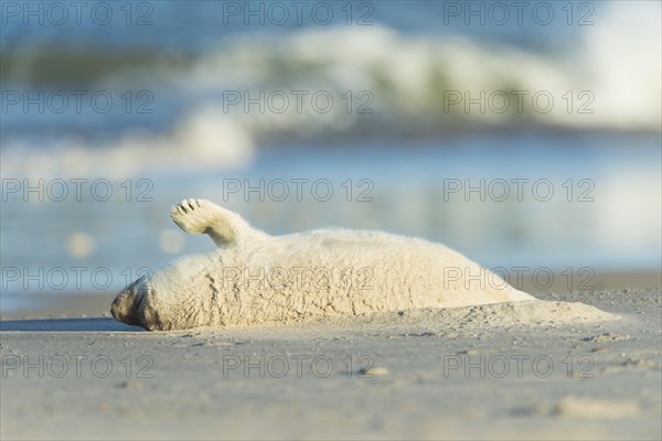 Grey Seal