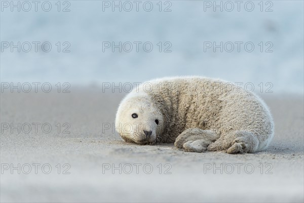 Grey Seal