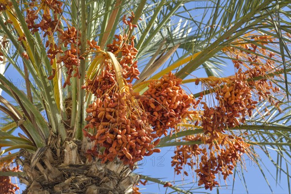 Date palm