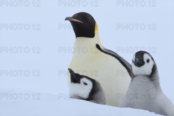 Emperor penguins