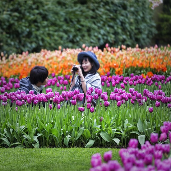 Tourists among purple tulips