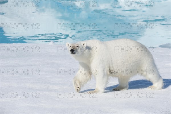 Polar bear