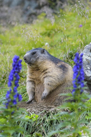 Alpine Marmot