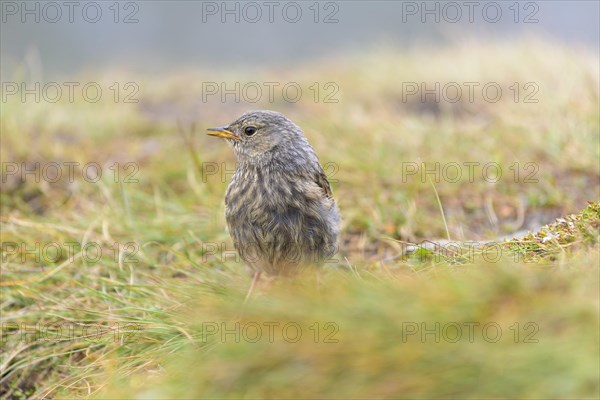 Alpine Accentor