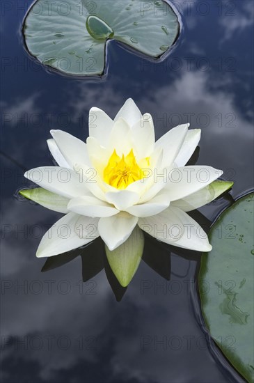 Flowering european white water lily