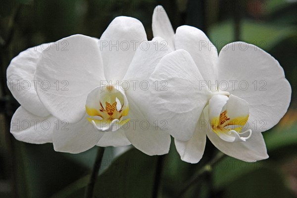 Phalaenopsis