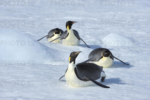 Emperor penguins