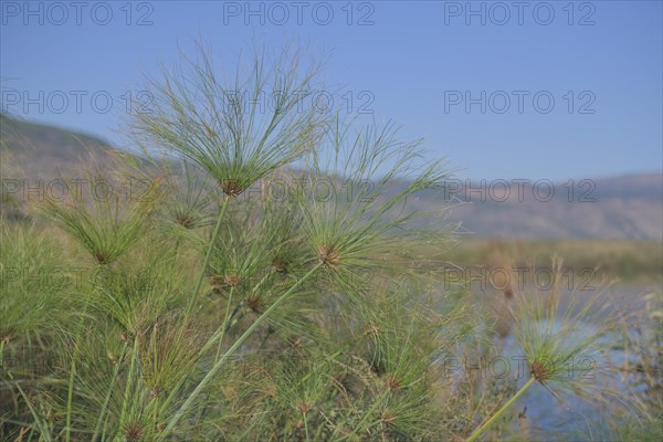 Papyrus sedge