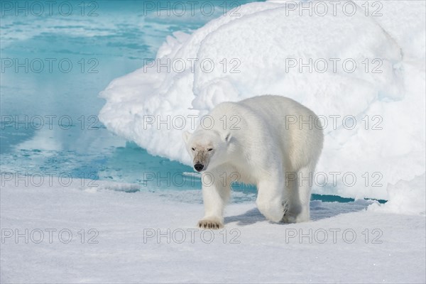 Polar bear