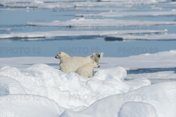 Polar bear