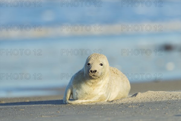 Grey Seal