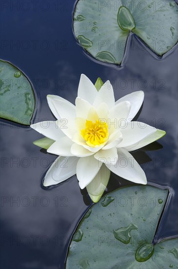 Flowering european white water lily