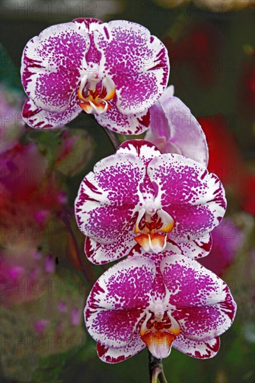 Phalaenopsis